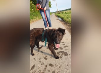 Ben, freundlicher Mudi-Mix freut sich auf ein schönes Zuhause