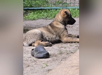 Dunkelgraue Schäferhunde aus Kör-u.Leistungzucht