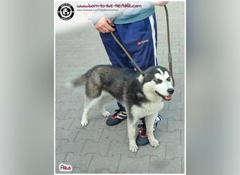 Bildhübsche Aika sucht ihr Zuhause für immer