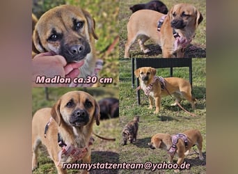 Madlon - eine freundliche, junge Hündin