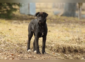 Hübscher Fido sucht seine Familie