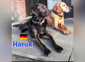 Haruki, 11/18 - VERMITTLUNGSHILFE, sucht DRINGEND