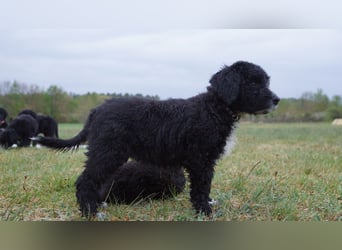 Bergamasker Barbet Mix Doodle Bergamasco Franz. Wasserhund Bergadoodle für Allergiker nicht haarend
