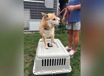 Kira PP – sensible Shiba Inu-Dame sucht einfühlsame Menschen