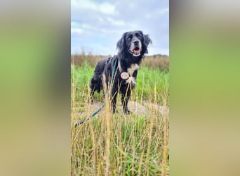 Amy - Ein bezauberndes Hundeherz