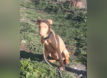 Pharaonenhund Feras