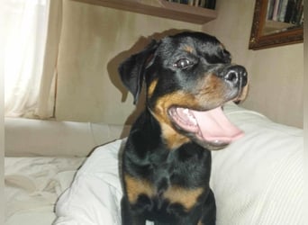 Axel, sucht eine aktive Familie….