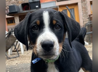 Appenzeller Sennenhund Welpe Rüde reinrassig