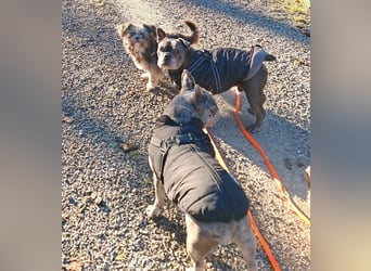 Rocky Shih Tzu Mischling sucht liebevolles Zuhause