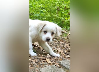 Labrador-Mischlingswelpe sucht liebevolles Zuhause