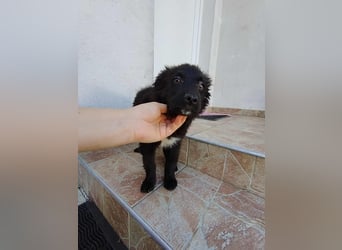 Welpe Joshi sucht ein Zuhause oder Pflegestelle, Hrvatski Ovcar, kroatischer Schäferhund