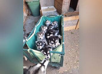 Welpen Alaska Malamute- Husky Mix
