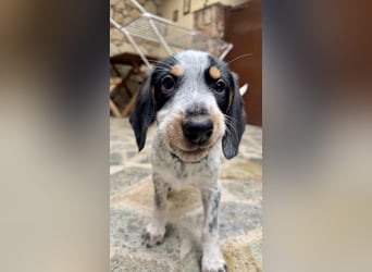 Beagle Mischlingsdame EADIE (*Dezember 2024) sucht eine Familie