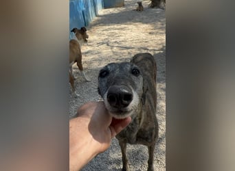 Barquiria, eine freundliche Seniorin