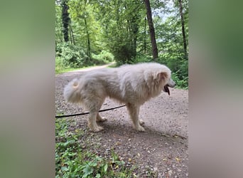 Pyränenberghundmix Tobi