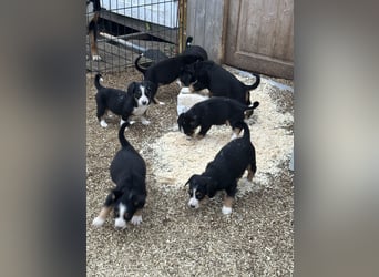 Entlebucher Sennenhundwelpen