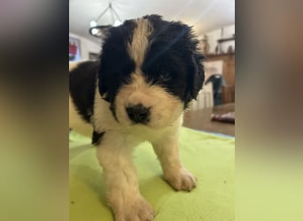 LANDSEER WELPEN mit FCI papieren
