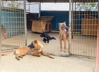 Bezaubernde Hundelady RONJA sucht liebevolle Familie