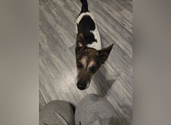 Milo - aktiver Senior sucht Zuhause