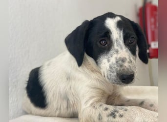 Dalma, geb. ca. 03/2025, lebt in GRIECHENLAND, im städt. Tierheim Serres