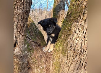 Welpe Pixel sucht seine Familie