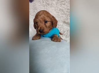 Wunderschöne Cockapoo-Welpen