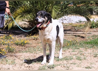 Maggi, Mix Labrador / Rafeiro Alentejano, lieb und sozial