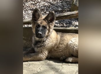 Altdeutsche Schäferhunde
