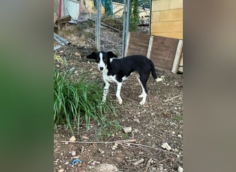 Fröhliche MINNIE lebensfroh, aufgeschlossen, verspielt freut sie sich, das Tierheim zu verlassen