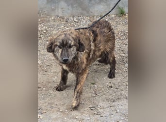 Wunderschön gestromtes Hundekind *Ylva* sucht ihr Zuhause für immer