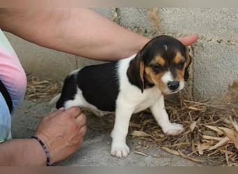 MICKY-ruhiges, freundliches, neugierig, gelassenes Hundemädchen sucht ihr liebevolles Zuhause
