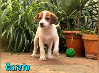 Careto 02/2025 (ESP) - verspielter, kleiner Podenco-Bodeguero Mix Welpe!