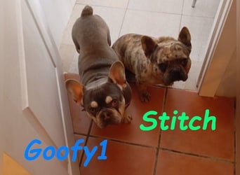 Stitch geb. 08/2023 (ESP) - gesellige und neugierige Französische Bulldogge!