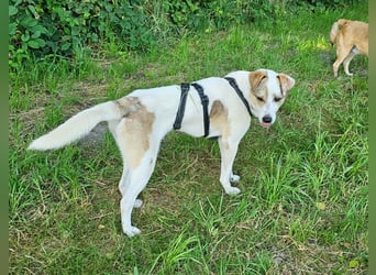 Schmusefreund IVO sucht sein Traumzuhause