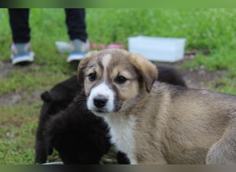 Lotti – süße Maus sucht ihre Menschen