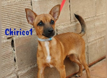 Chirico1 06/2024 (ESP Pflegestelle) - verschmuster und lustiger Chihuahua-Pinscher-Mix Welpe!