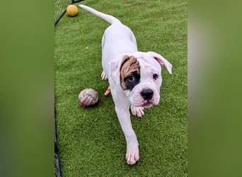 American Bulldog Welpen