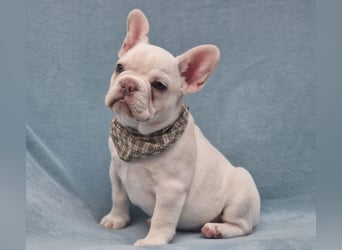 Französische Bulldogge TOP Qualität Platinum Lilac/Tan