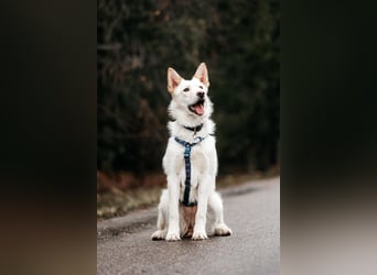 Fröhliche Brynza sucht ihre Familie