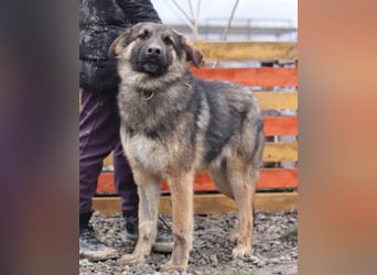 MO❤️ junger, kluger, lernwilliger und sehr hübscher Schäferhund-Mix-Rüde