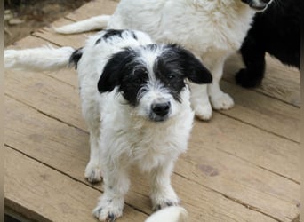 Verspielter KELVIN sucht liebevolles Zuhause