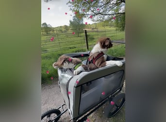 1 kleine Australian Shepherd Hündin( Welpe) braun/redtri (Minimix/Reinrassig)+ Gesundheitszeugnis