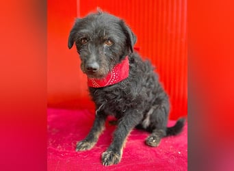 zarte kleine Hundeseele BORI - 6 Jahre, 40cm/9kg - Schnauzer-Mix