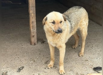 Rüde 028419 sucht seine Menschen