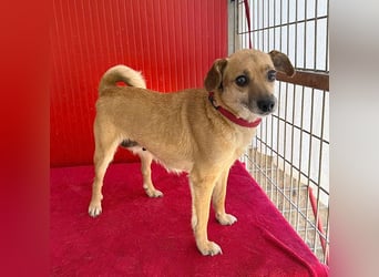 liebe kleine LINA - 5 Jahre, 30cm - Mischlingshündin