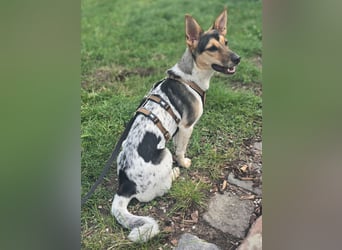 Welpendame CHANEL (auf Pflegestelle in 90453 Nürnberg) sucht ihr Zuhause!