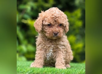 Cavapoo welpen
