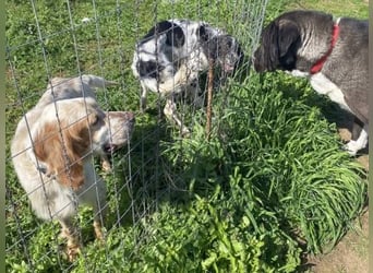 Leroy - super freundlich sucht Familienanschluss