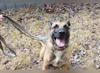 Heidi, Ridgeback-Malinois-Mix, geb. 2021, benötigt körperliche und geistige Auslastung
