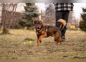 Freddy – Verspielter Entdecker sucht dich